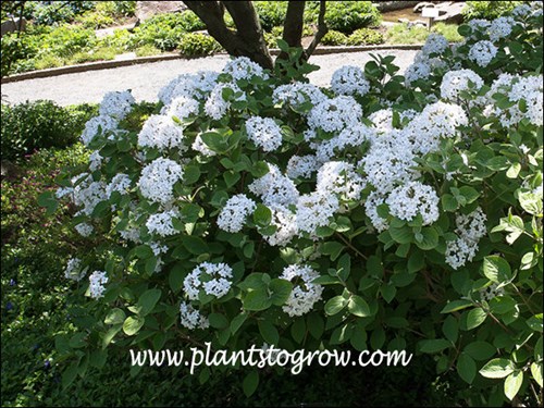 Nice large white fragrant flowers.